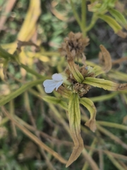 Leucas aspera