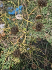 Leucas aspera, photograph (c) Siya ul haque, some rights reserved (CC BY)
