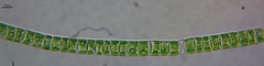 Ulothrix