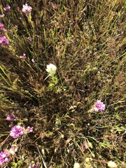 Castilleja densiflora gracilis