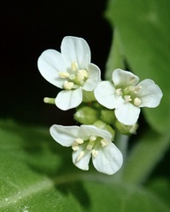 Pseudoturritis turrita