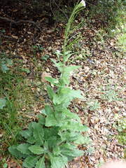 Pseudoturritis turrita