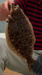 Paralichthys lethostigma