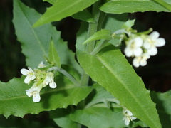 Pseudoturritis turrita