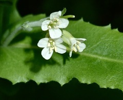 Pseudoturritis turrita