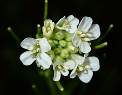 Pseudoturritis turrita