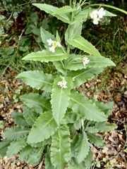 Pseudoturritis turrita