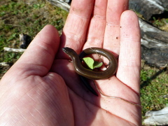 Hemiergis talbingoensis