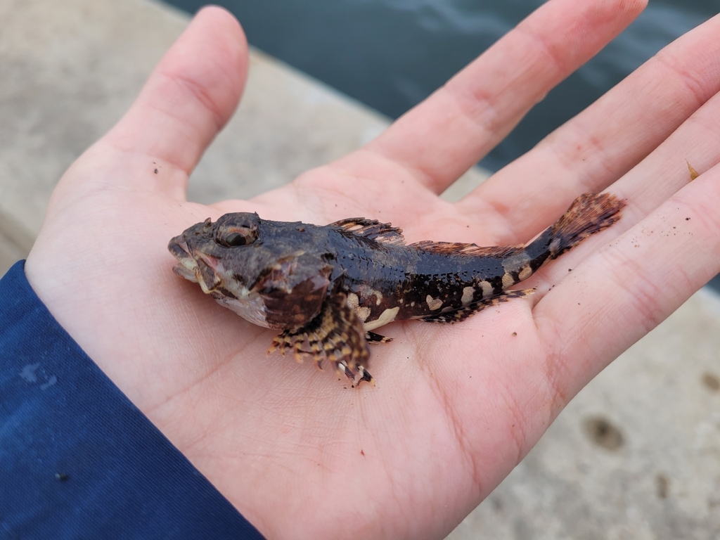 Grubby sculpin (Myoxocephalus aenaeus) — Cottidae