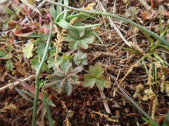 Lithophragma parviflorum