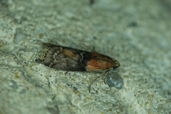 Sciota adelphella