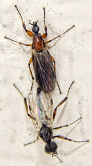 Bibio articulatus