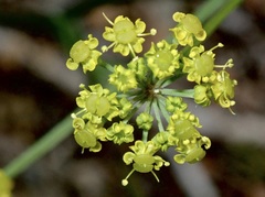 Leiotulus aureus