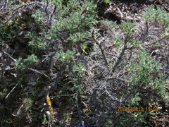 Astragalus sempervirens
