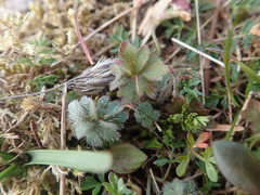 Lithophragma parviflorum