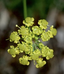 Leiotulus aureus