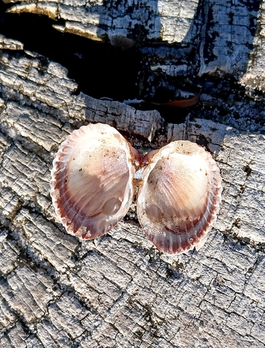 Lagoon Cockle, Zingst, Deutschland, photo 8 of 10