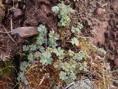 Lithophragma parviflorum
