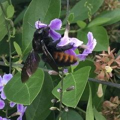 Xylocopa augusti