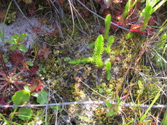 Hydrocotyle vulgaris