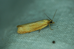 Cnephasia longana