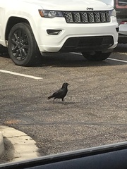 Corvus brachyrhynchos