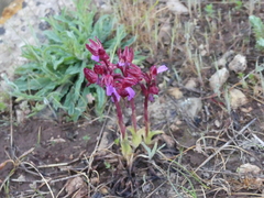 Anacamptis papilionacea papilionacea