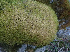 Antitrichia curtipendula