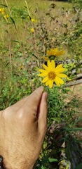 Helianthus verticillatus