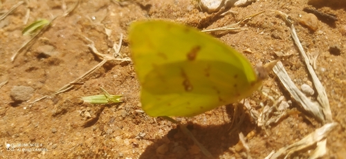 Marcellina Sulphur