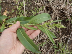 Rumex altissimus