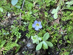 Pinguicula lilacina