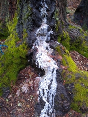 Sequoia sempervirens