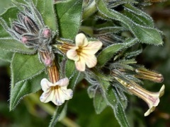 Alkanna pindicola