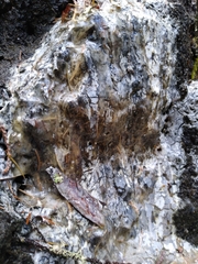 Sequoia sempervirens