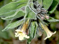 Alkanna pindicola