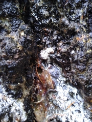 Sequoia sempervirens