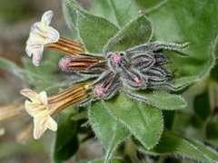 Alkanna pindicola