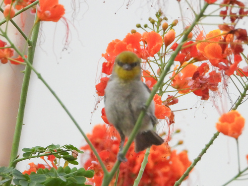 Verdin