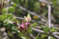 Colotis calais calais