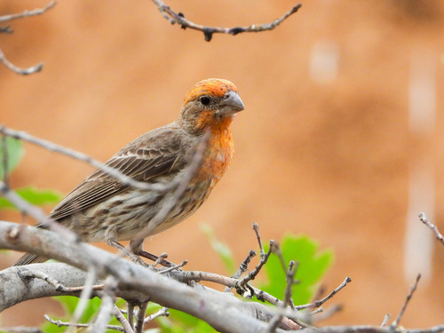 House Finch