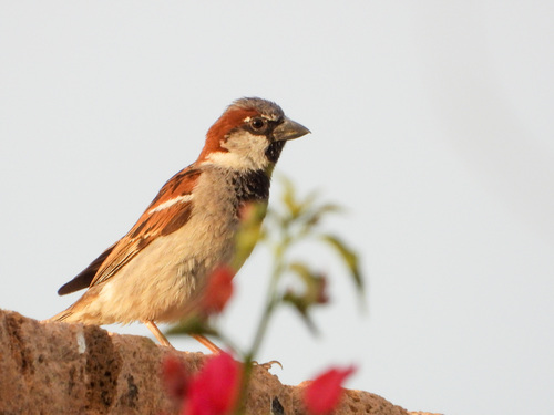 House Sparrow
