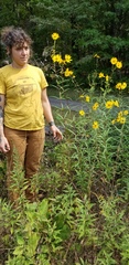 Helianthus verticillatus