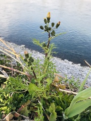 Sonchus asper