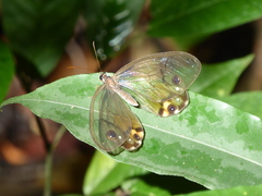 Haetera piera