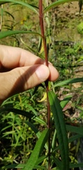 Helianthus verticillatus