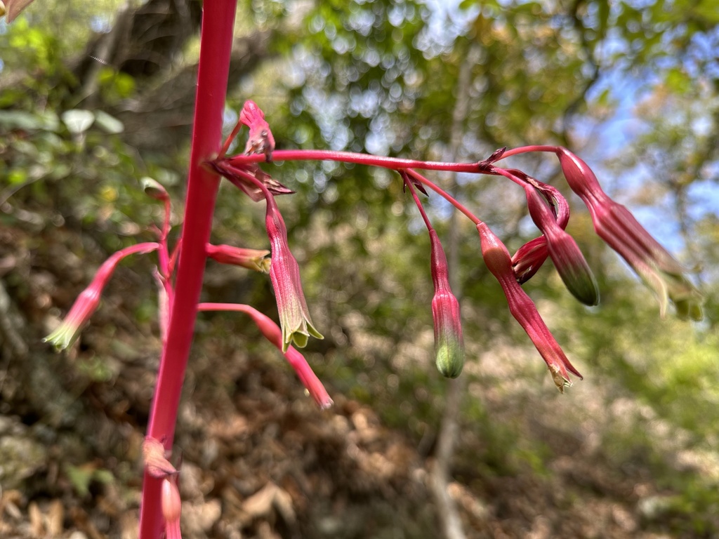 Beschorneria septentrionalis; photograph (c) Claudio Cantú Muñiz, some rights reserved (CC BY)