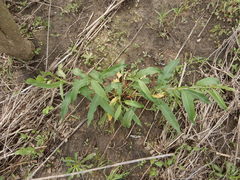 Rumex altissimus