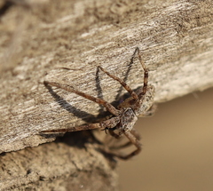 Philodromus aureolus