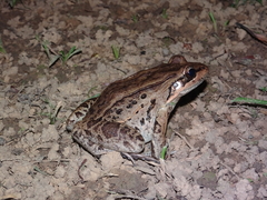 Leptodactylus insularum